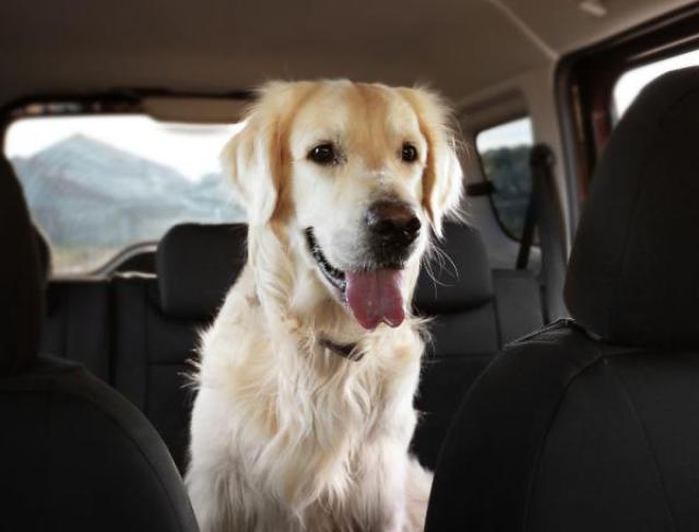 Táxi Dog: Transporte Seguro e Confortável para Seu Pet